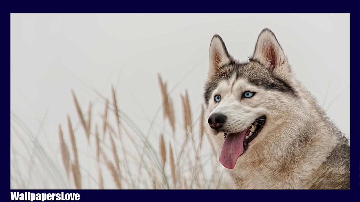Siberian Husky Wallpapers Wallpaper Cave
