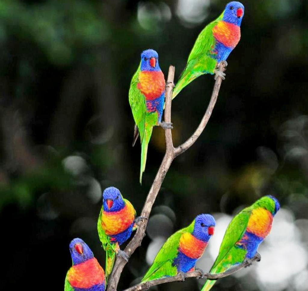 Colorful Parrot Wallpapers Wallpaper Cave