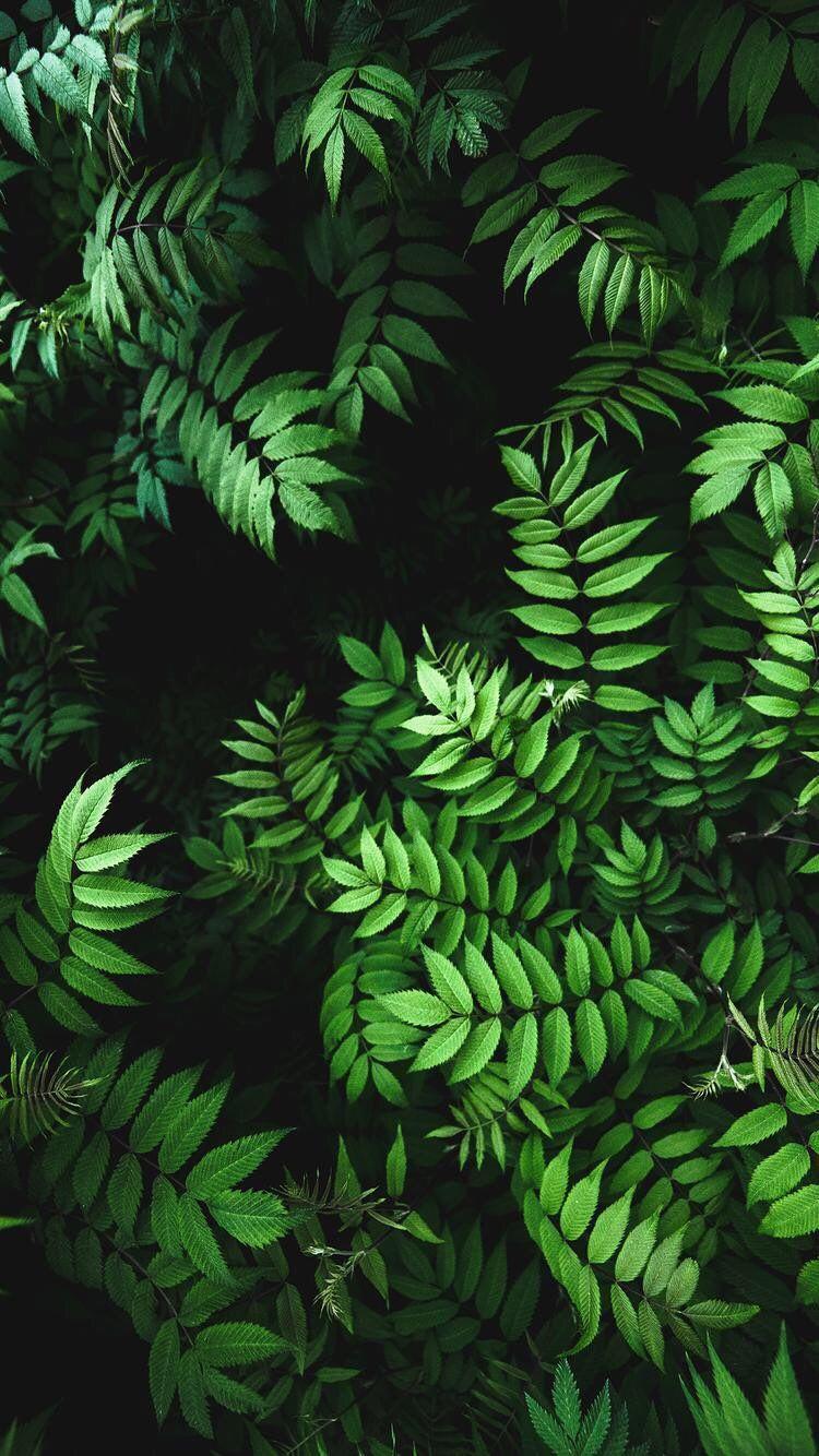 Green Plants Wallpapers Wallpaper Cave