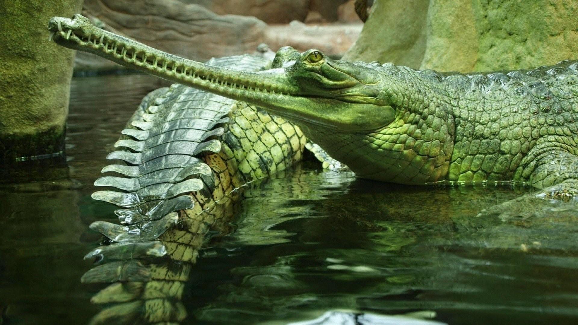 Crocodile Wallpapers Wallpaper Cave