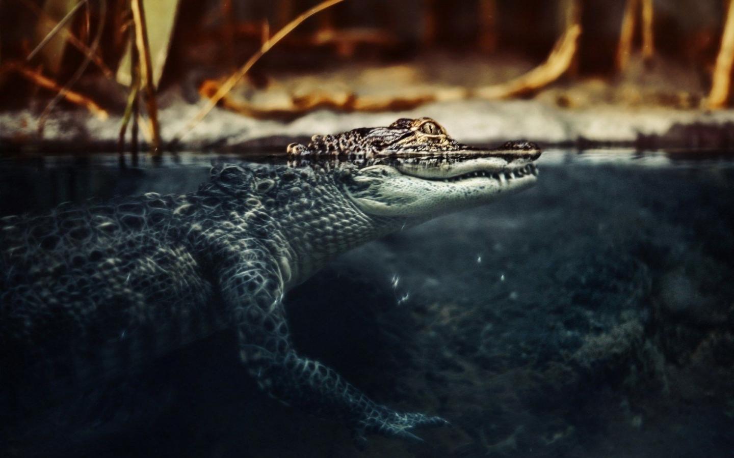 Crocodile Wallpapers Wallpaper Cave