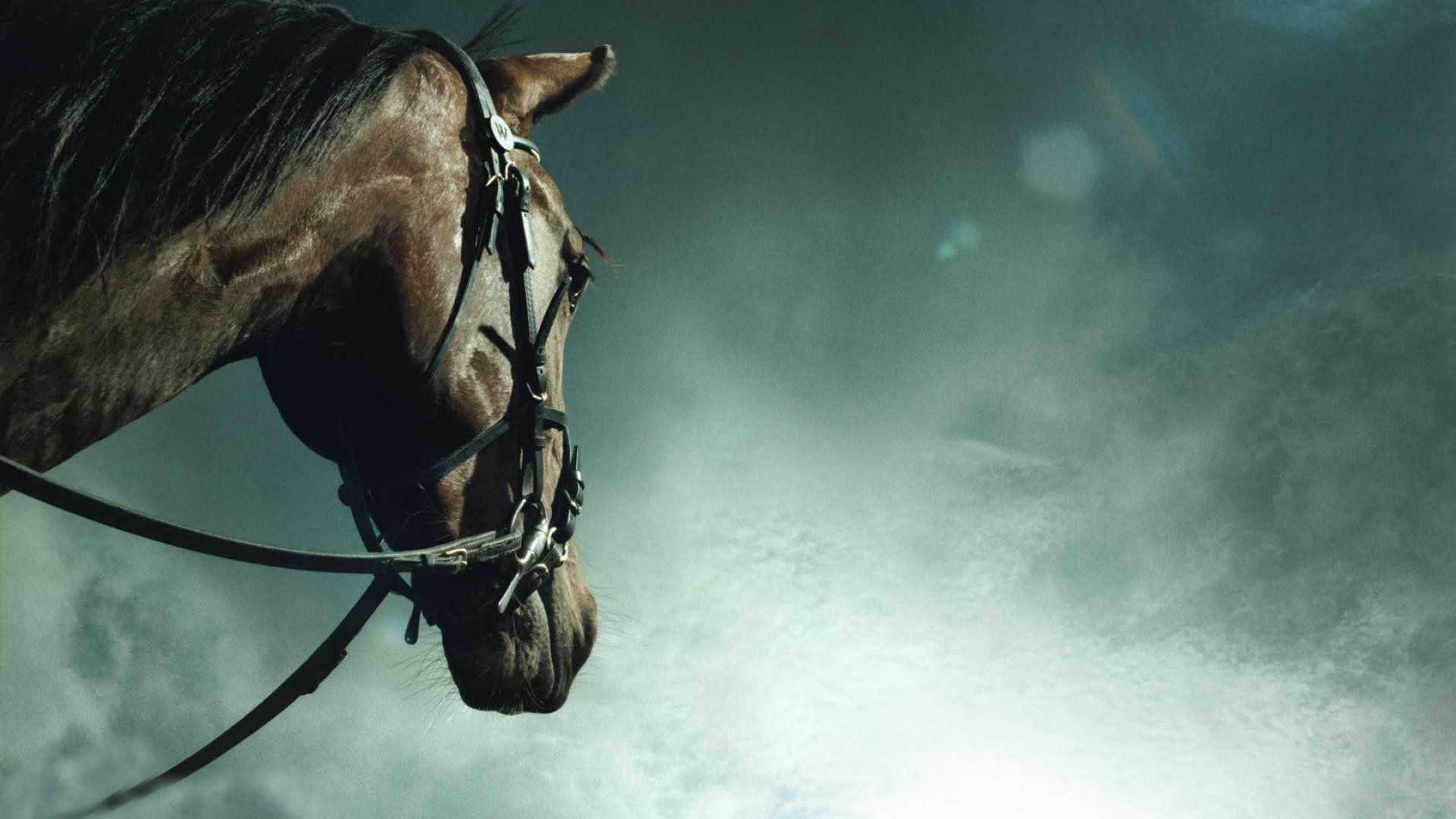 Horse Racing Wallpapers Wallpaper Cave