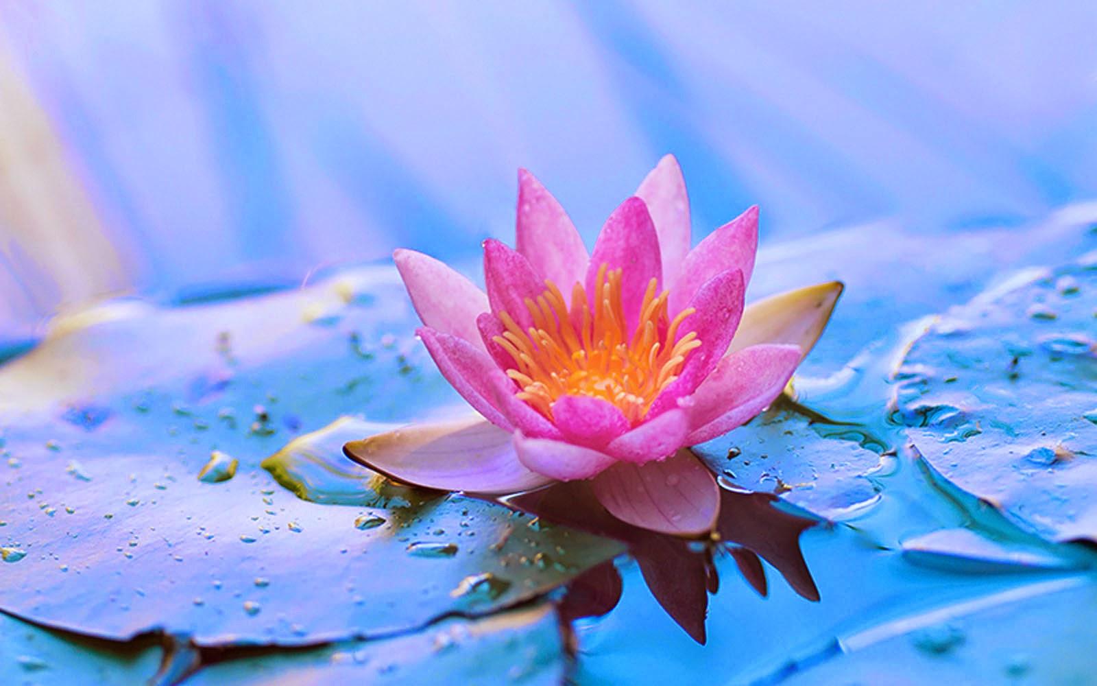 Lotus Wallpapers Wallpaper Cave