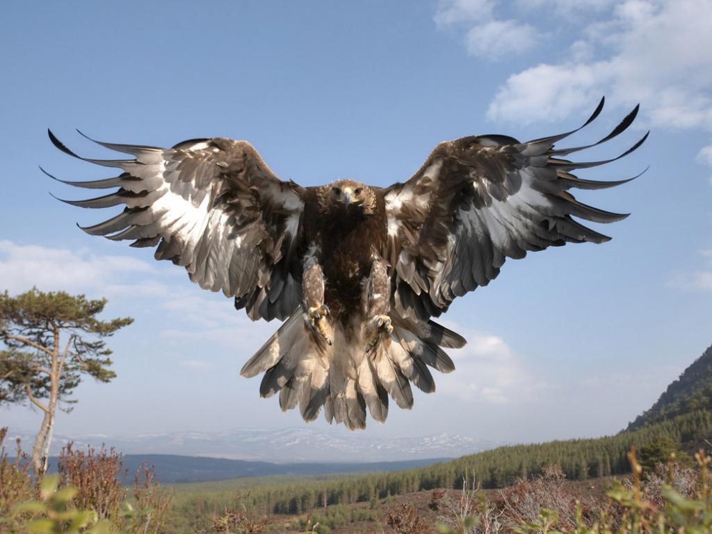 Golden Eagle Wallpapers Wallpaper Cave