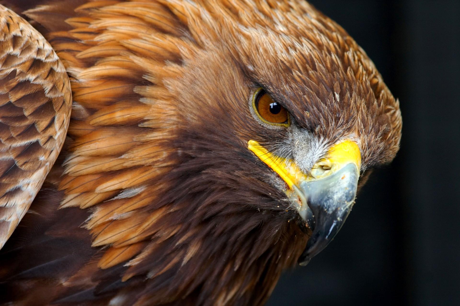 Golden Eagle Wallpapers Wallpaper Cave