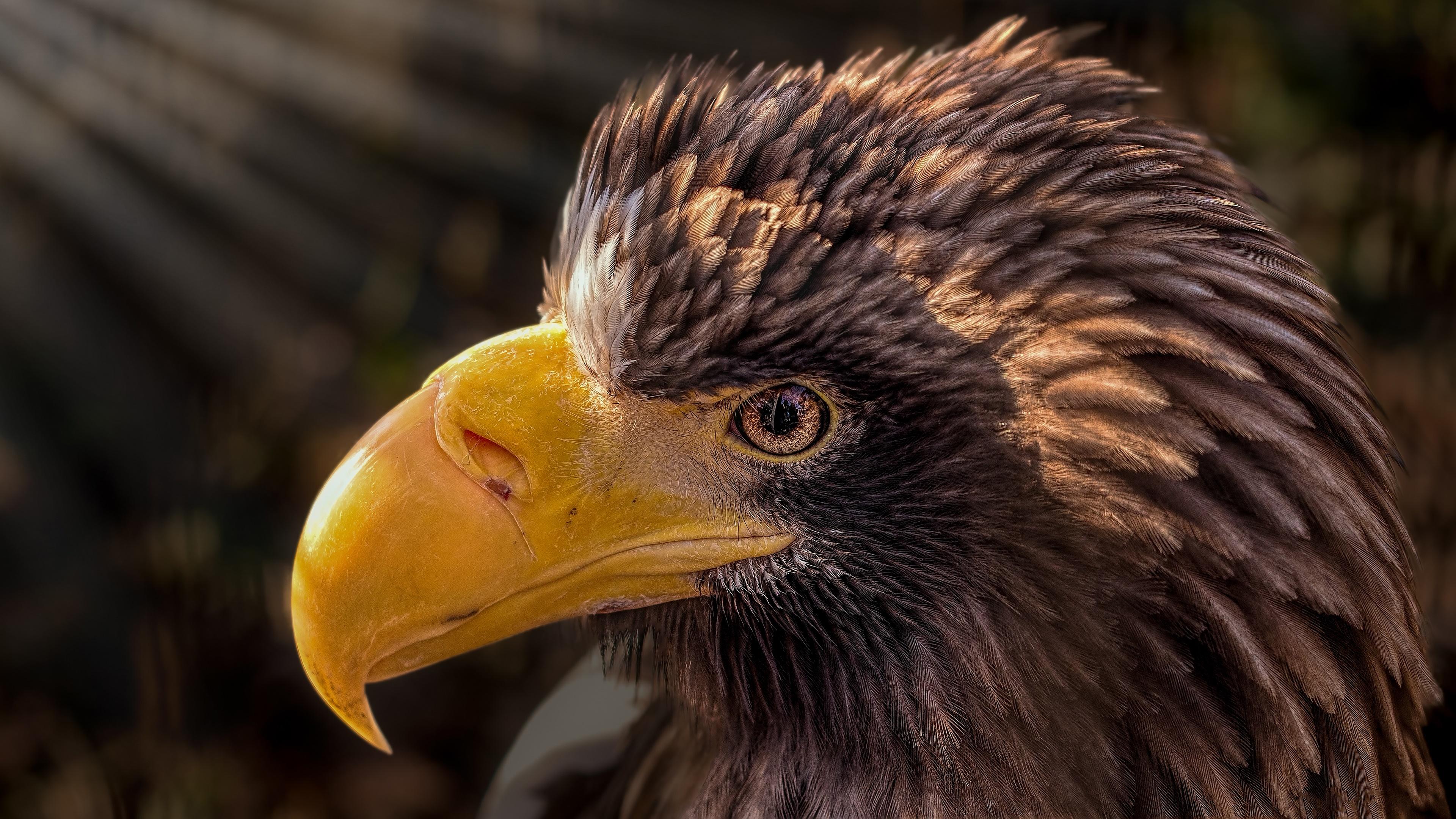 Golden Eagle Wallpapers Wallpaper Cave