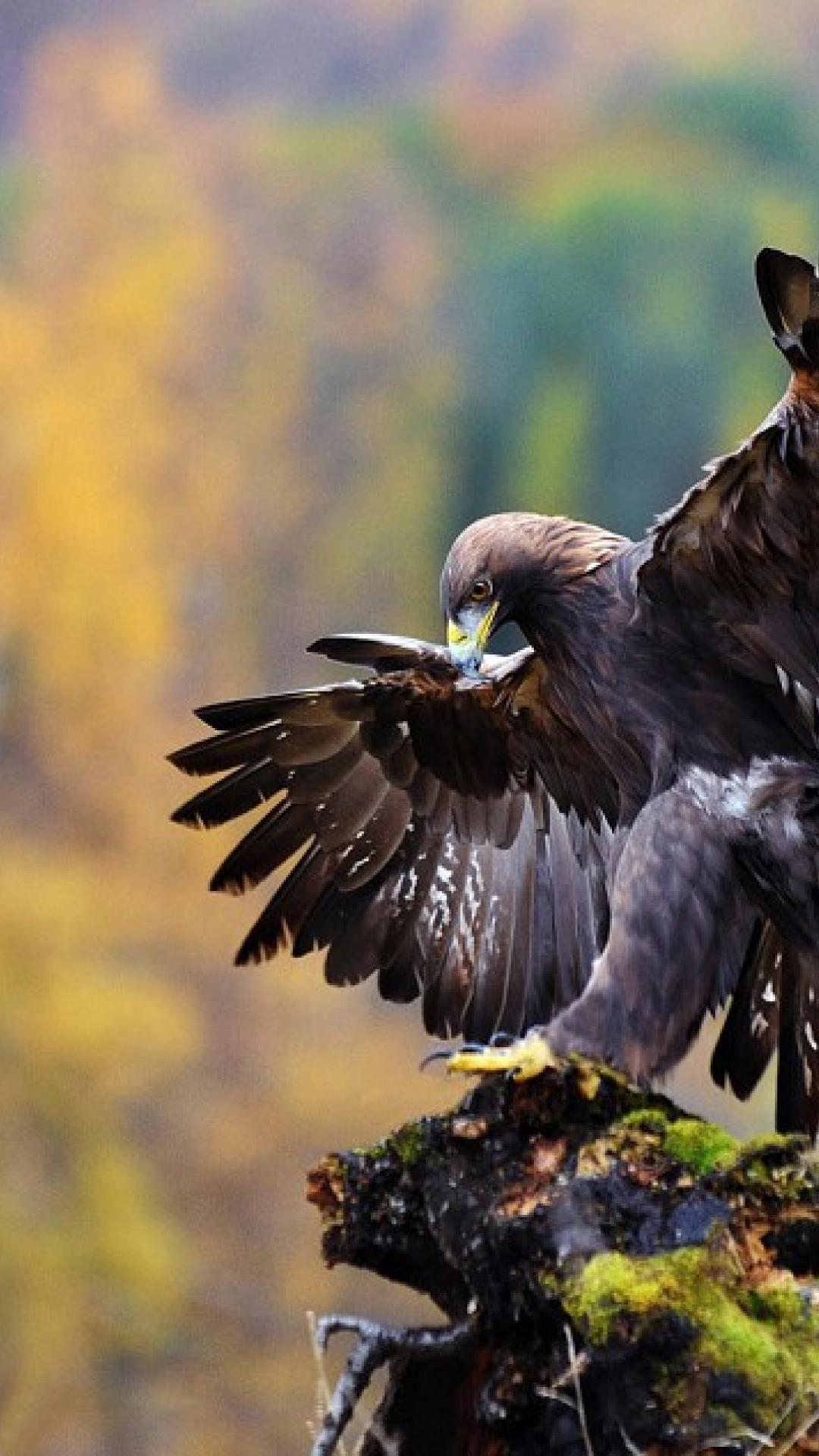 Golden Eagle Wallpapers Wallpaper Cave