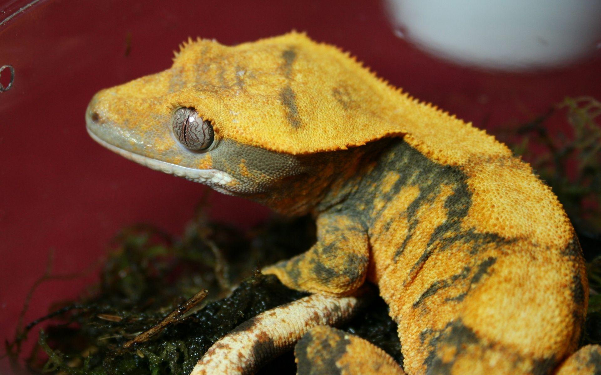 Crested Gecko Wallpapers Wallpaper Cave