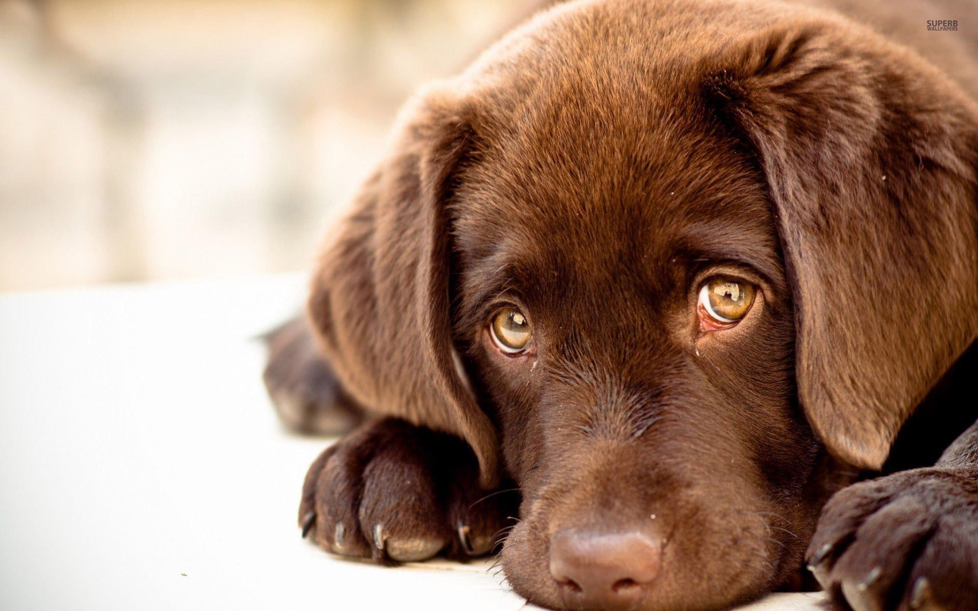 Chocolate Lab Puppies Wallpapers Wallpaper Cave