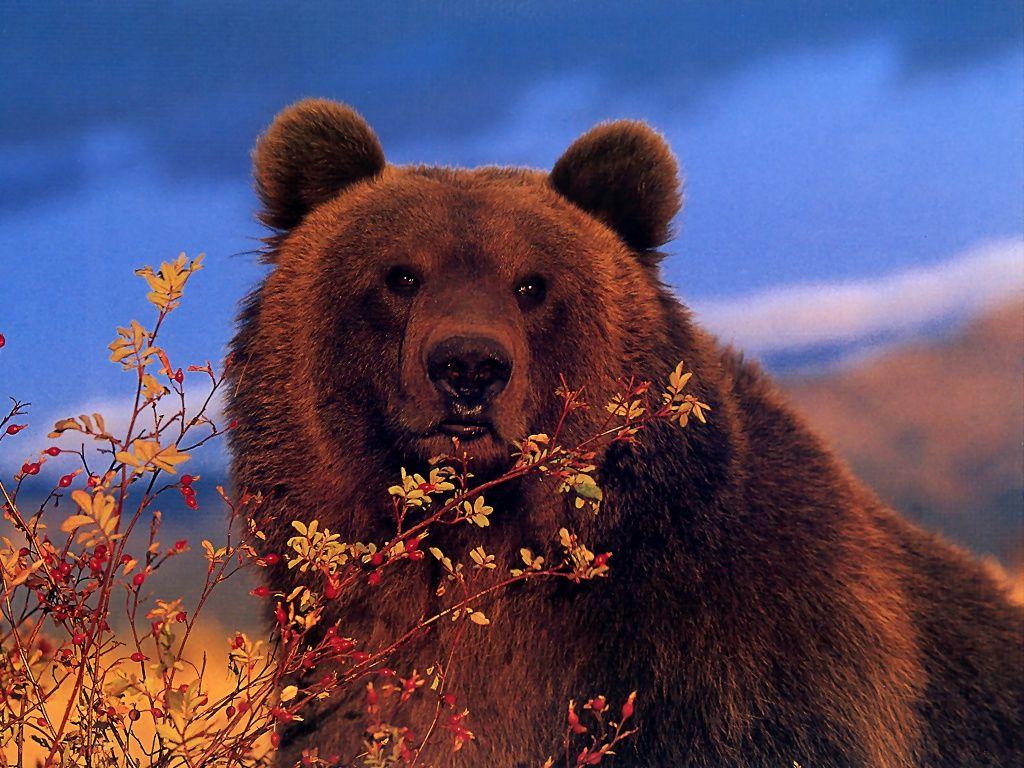 Grizzly Bear Wallpapers Wallpaper Cave
