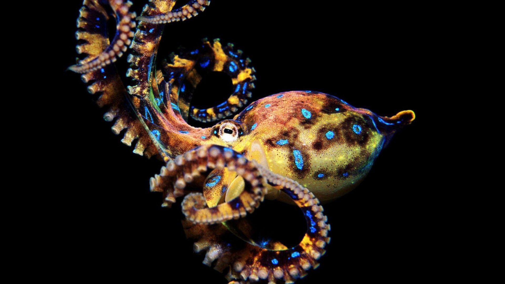 Octopus Wallpapers Wallpaper Cave