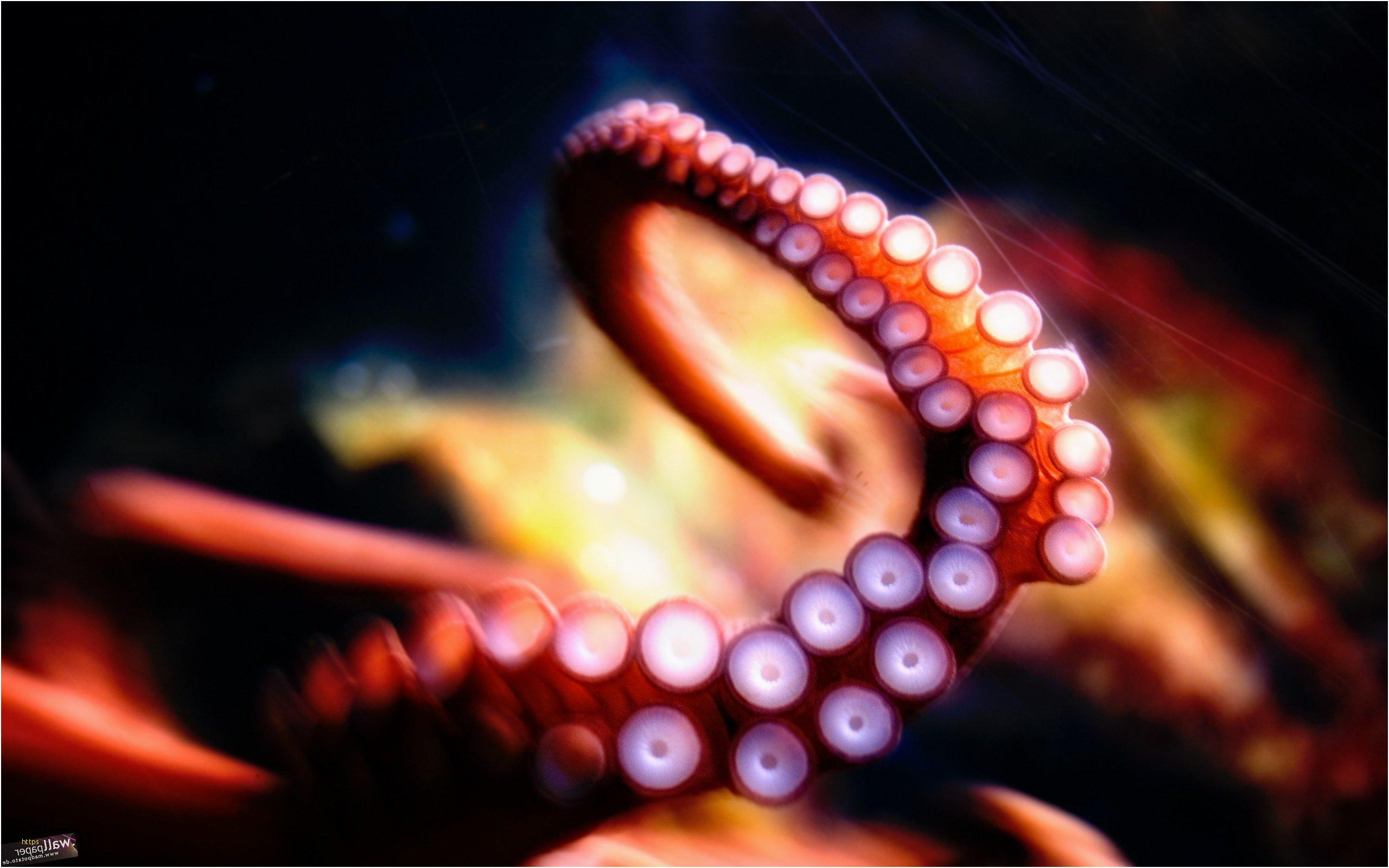 Octopus Wallpapers Wallpaper Cave