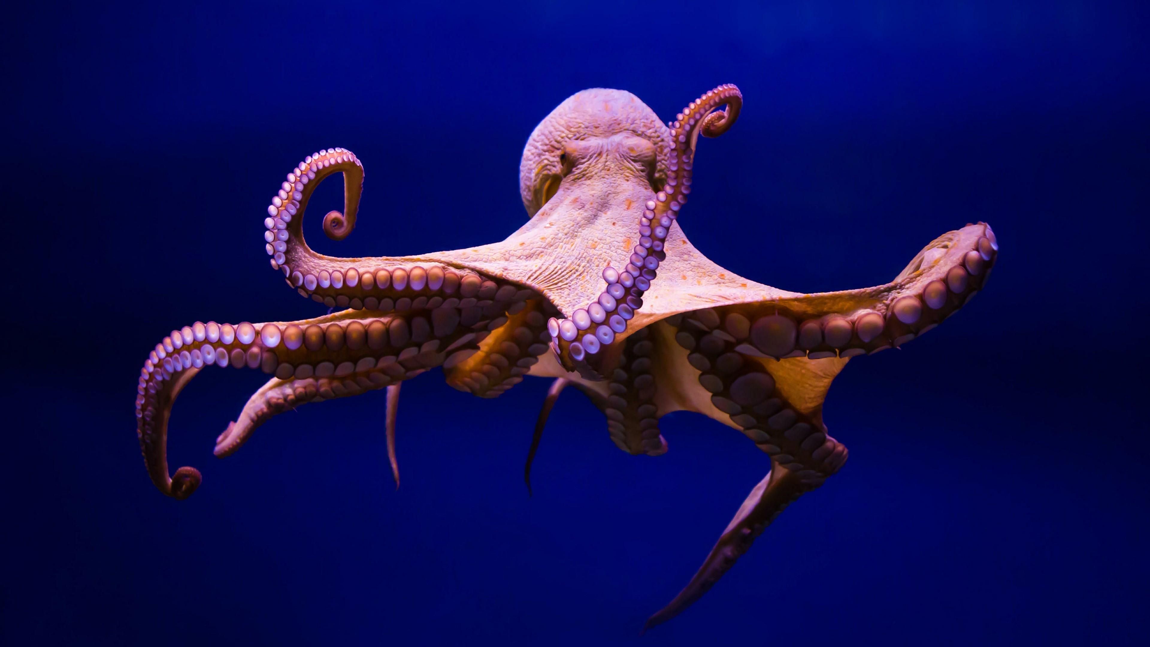 Octopus Wallpapers Wallpaper Cave
