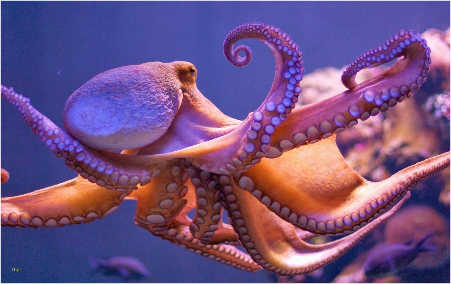 Octopus Wallpapers Wallpaper Cave