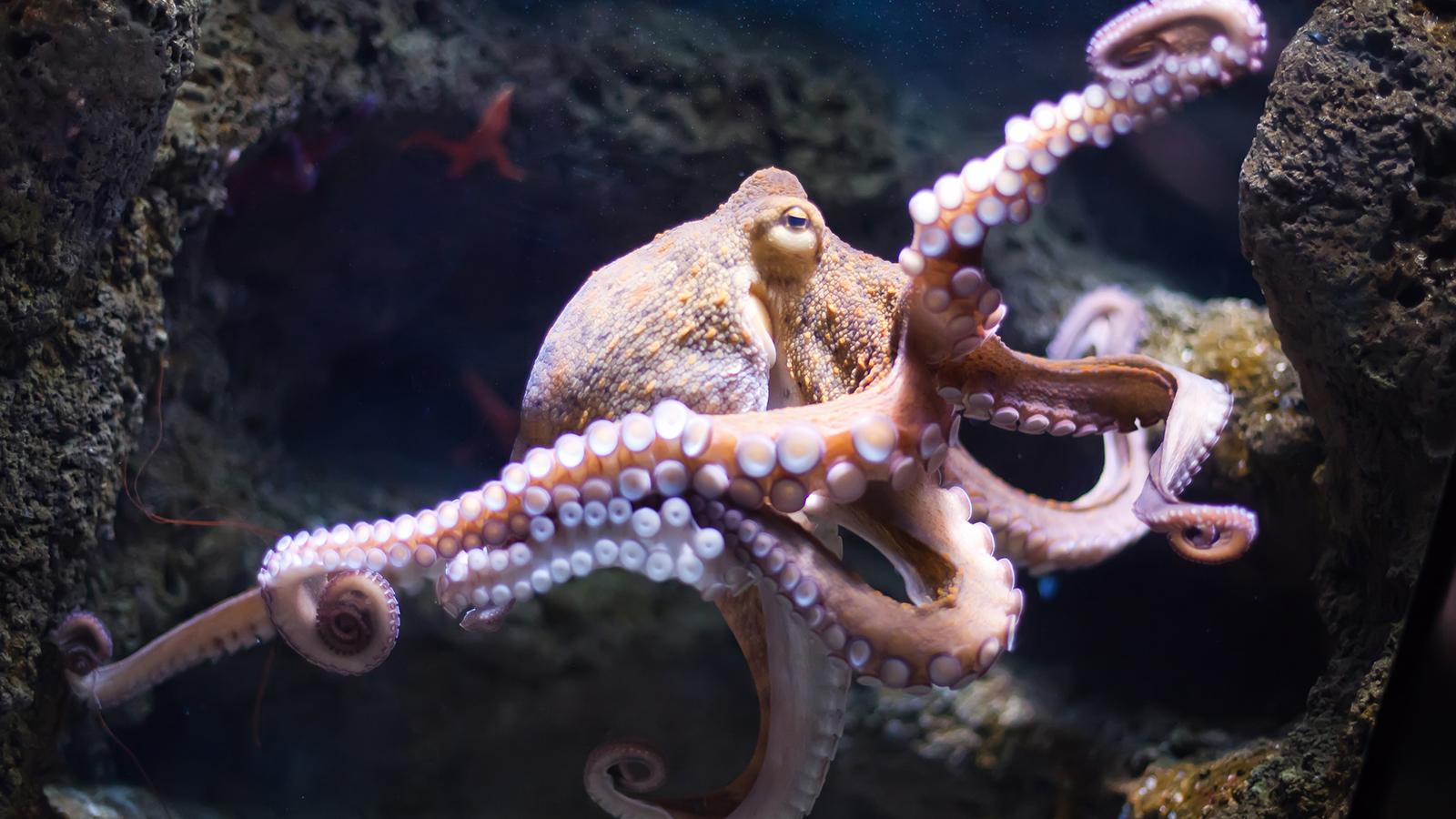 Octopus Wallpapers Wallpaper Cave