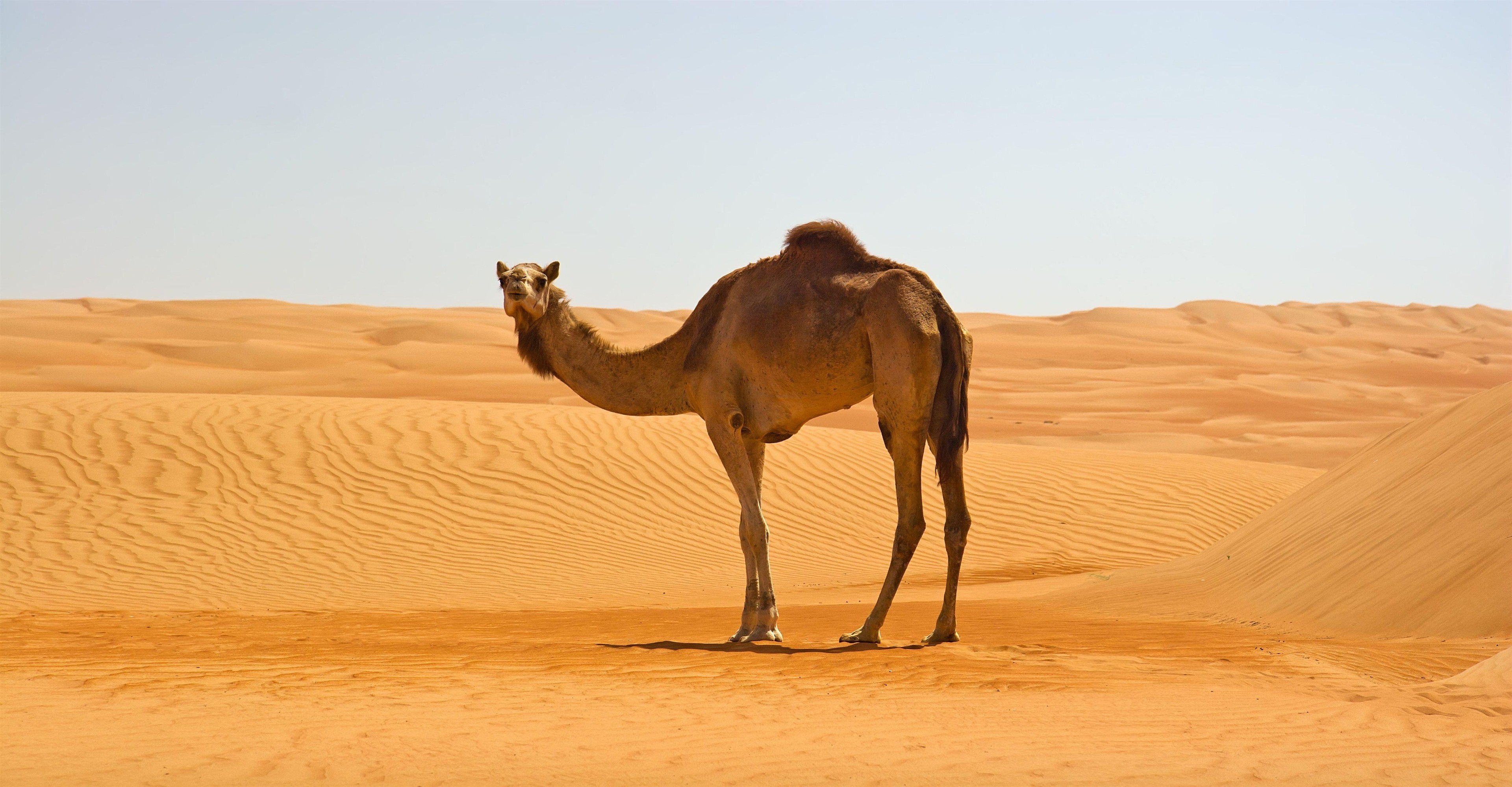 Camel Wallpapers - Wallpaper Cave