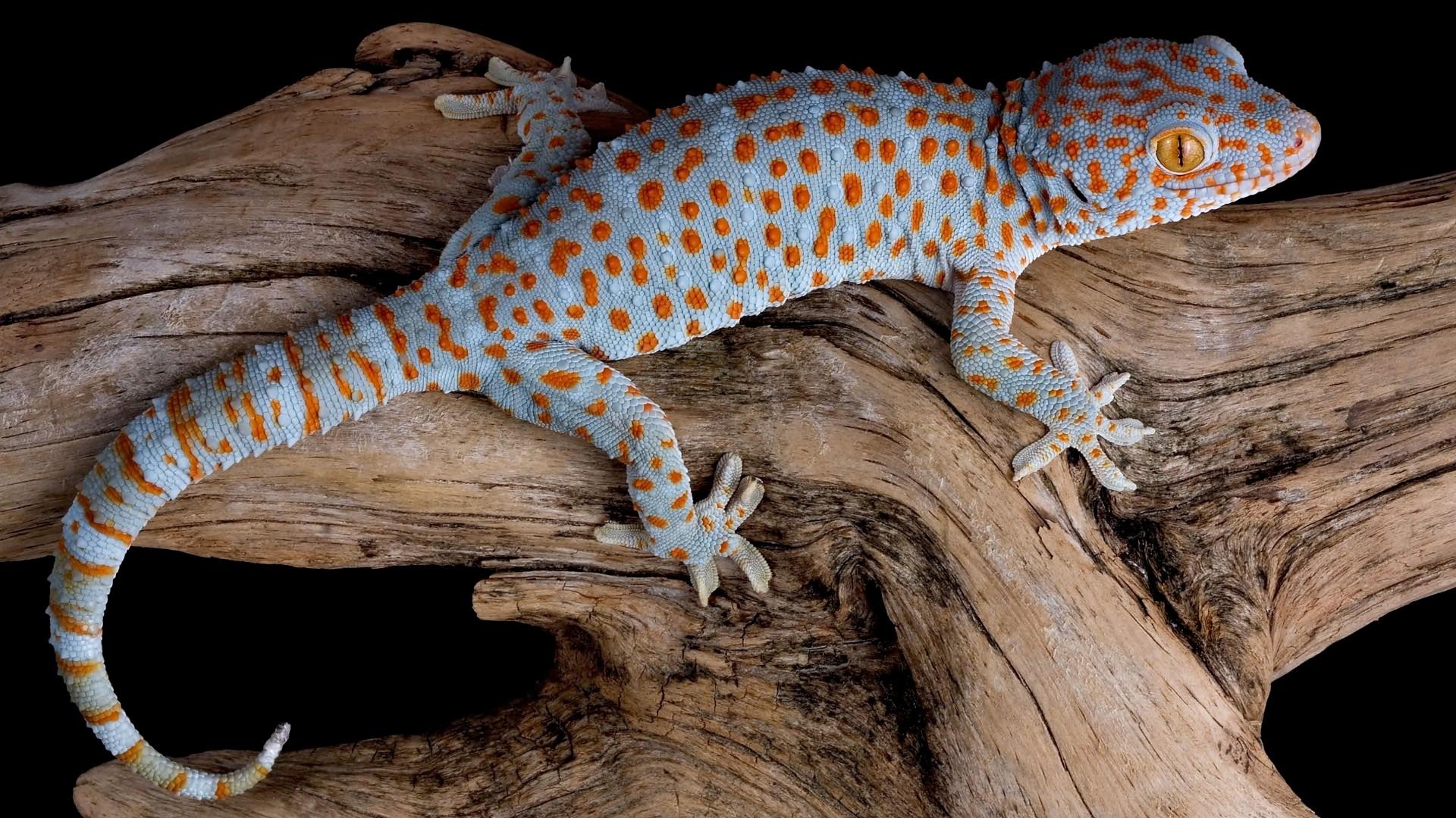 Gecko Wallpapers Wallpaper Cave