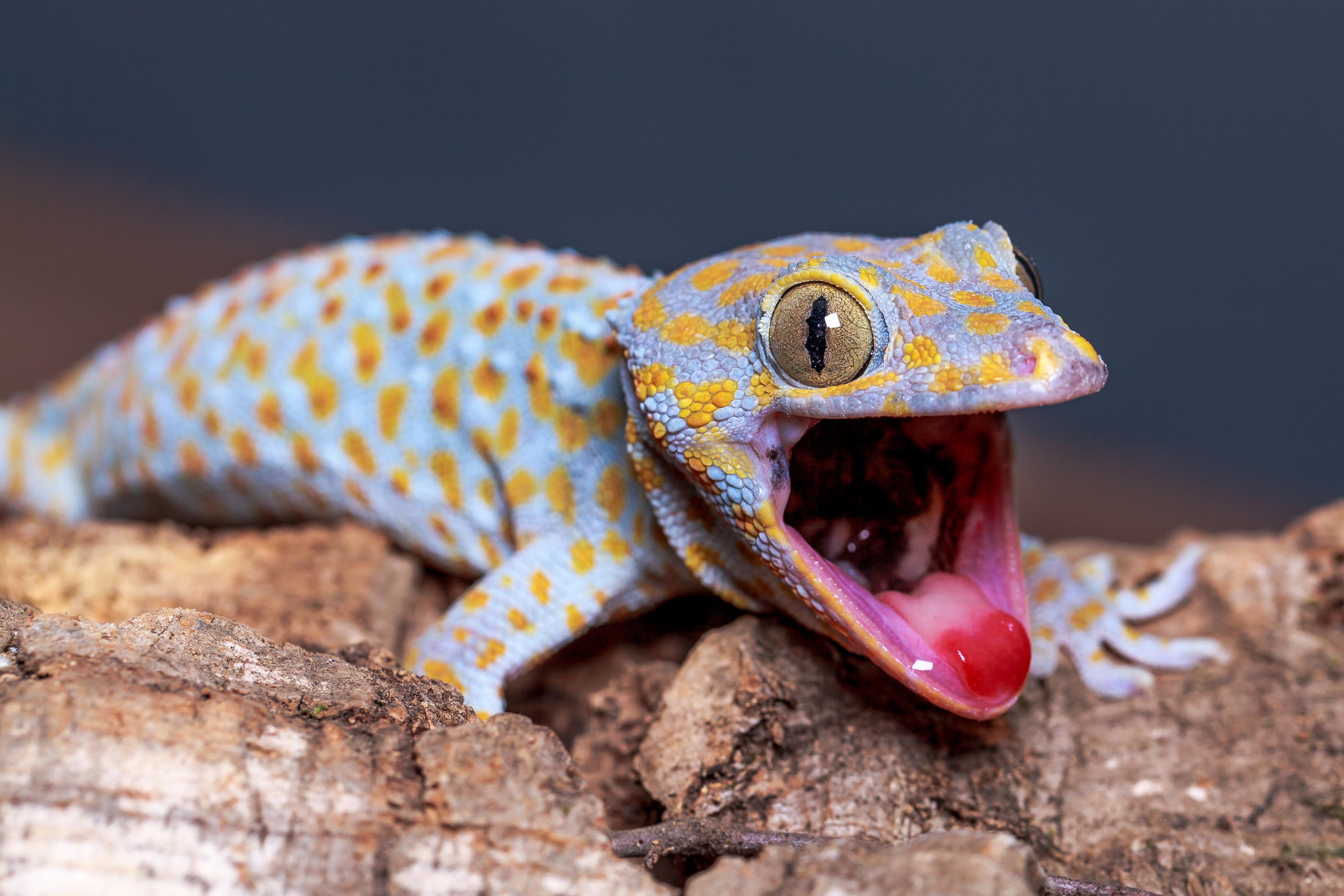 Gecko Wallpapers Wallpaper Cave