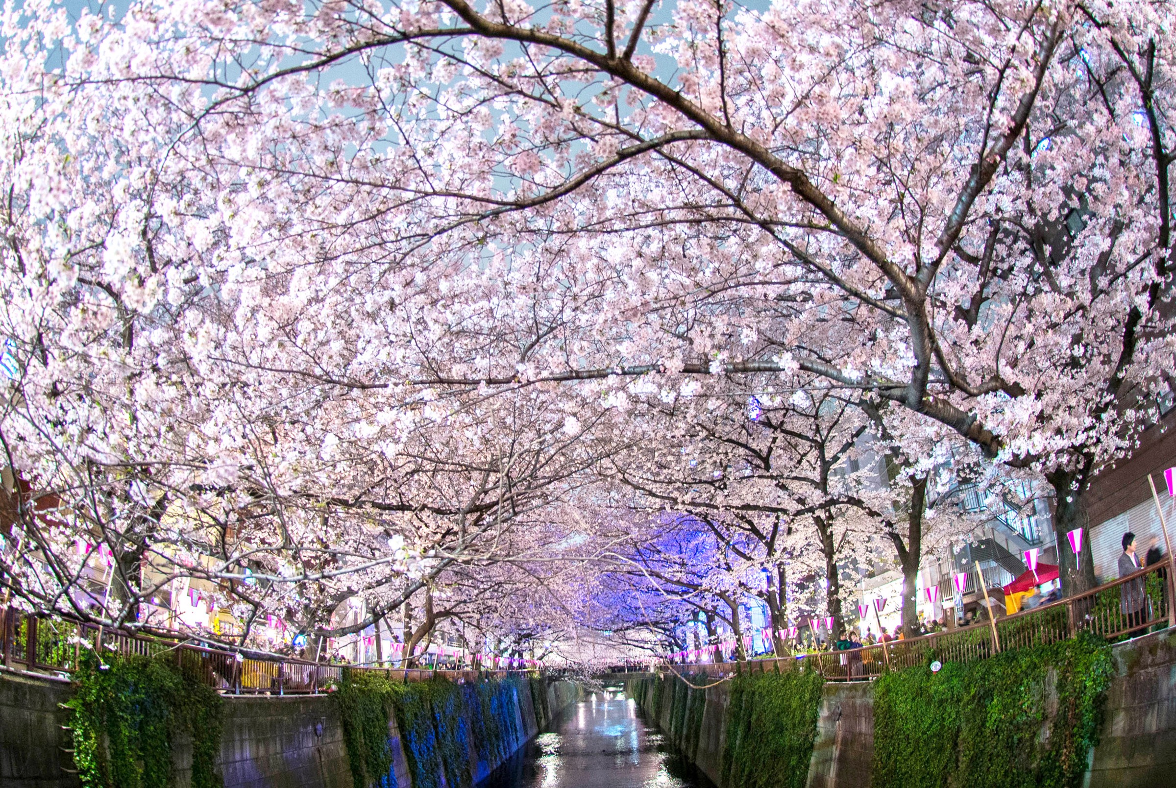 Cherry Blossoms Wallpapers Wallpaper Cave