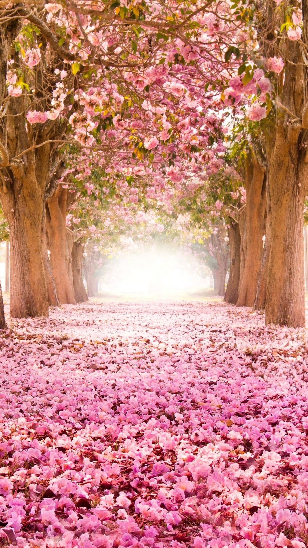 Cherry Blossoms Wallpapers Wallpaper Cave