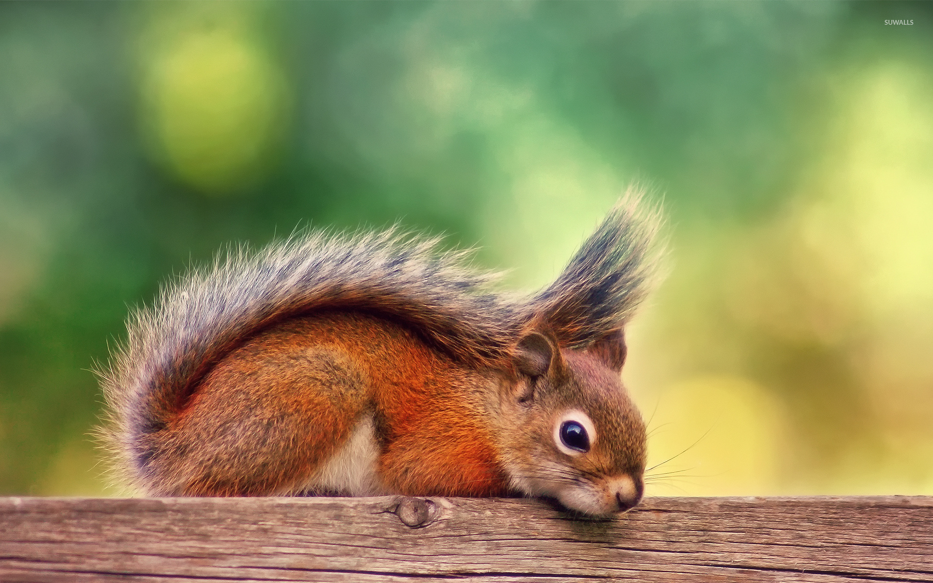 Squirrel Wallpapers Wallpaper Cave