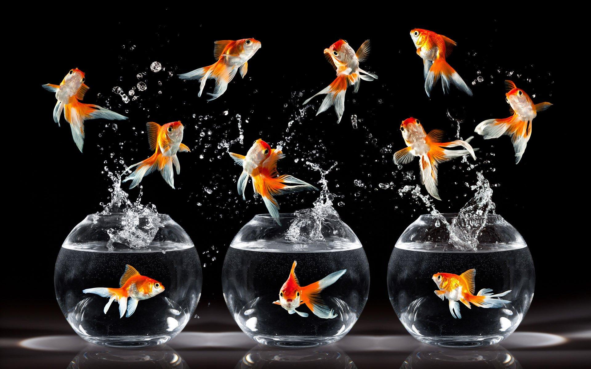 Goldfish Wallpapers Wallpaper Cave