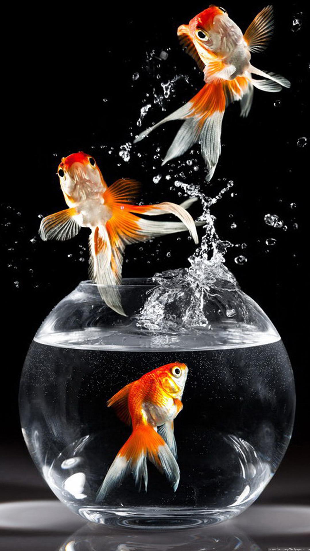 Goldfish Wallpapers Wallpaper Cave