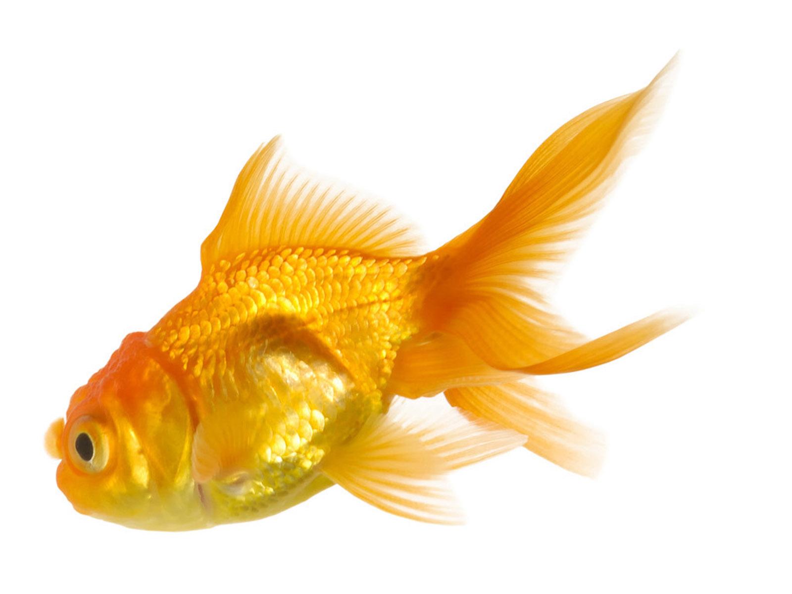 Goldfish Wallpapers Wallpaper Cave