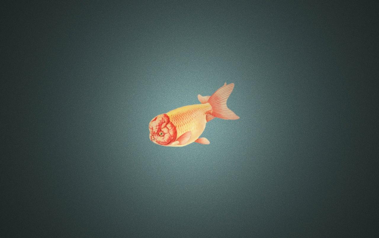 Goldfish Wallpapers Wallpaper Cave