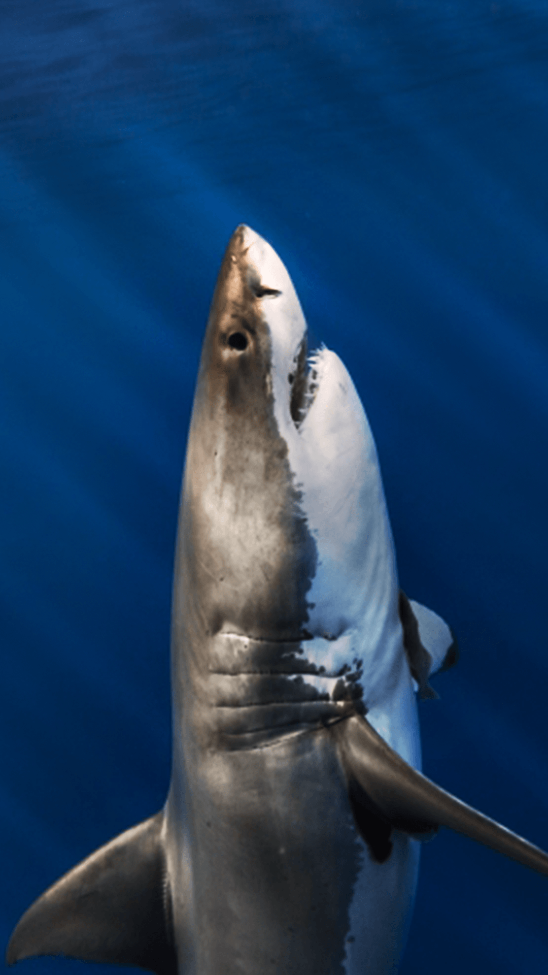 Great White Shark Wallpapers Wallpaper Cave