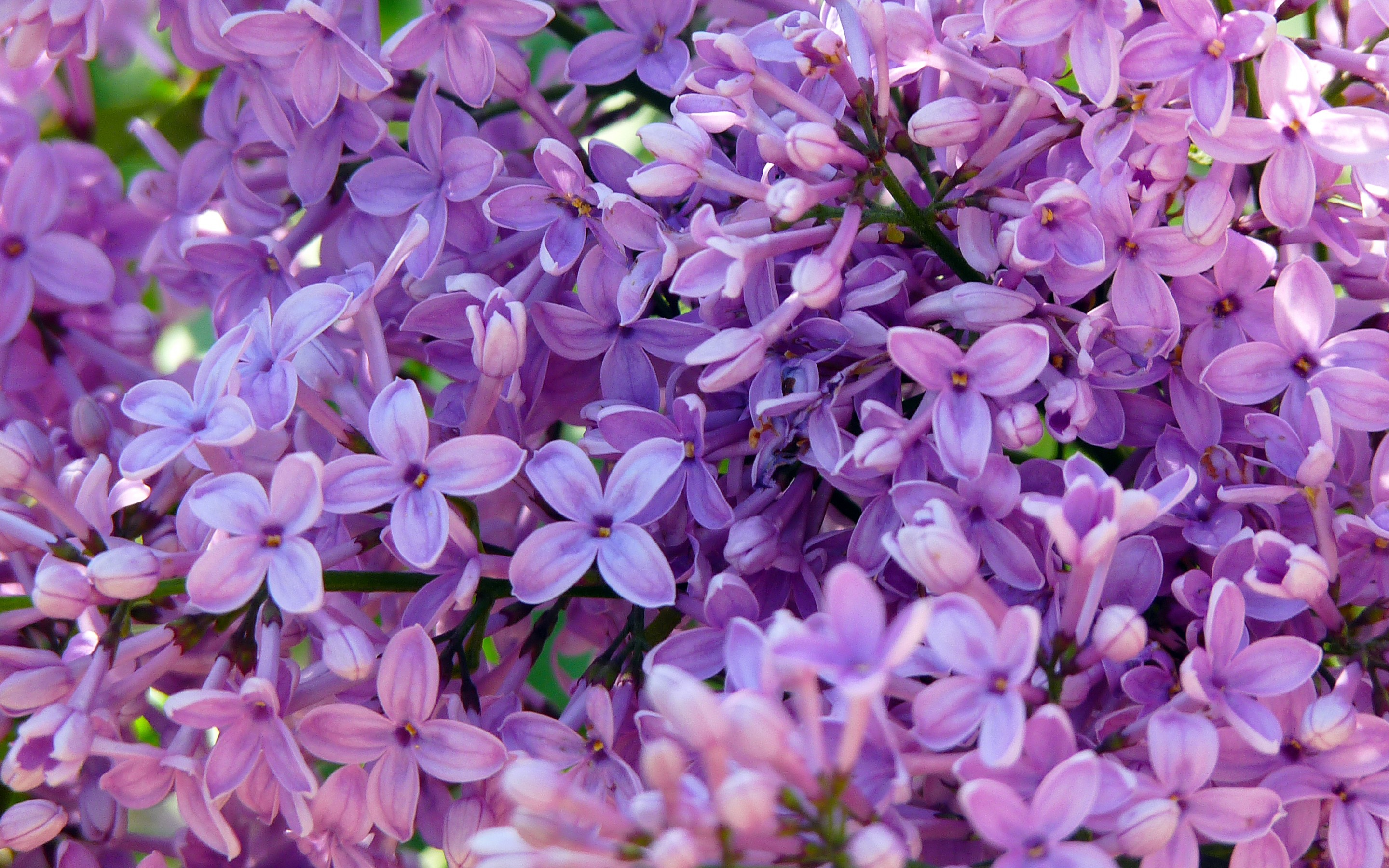 Lilac Wallpapers Wallpaper Cave