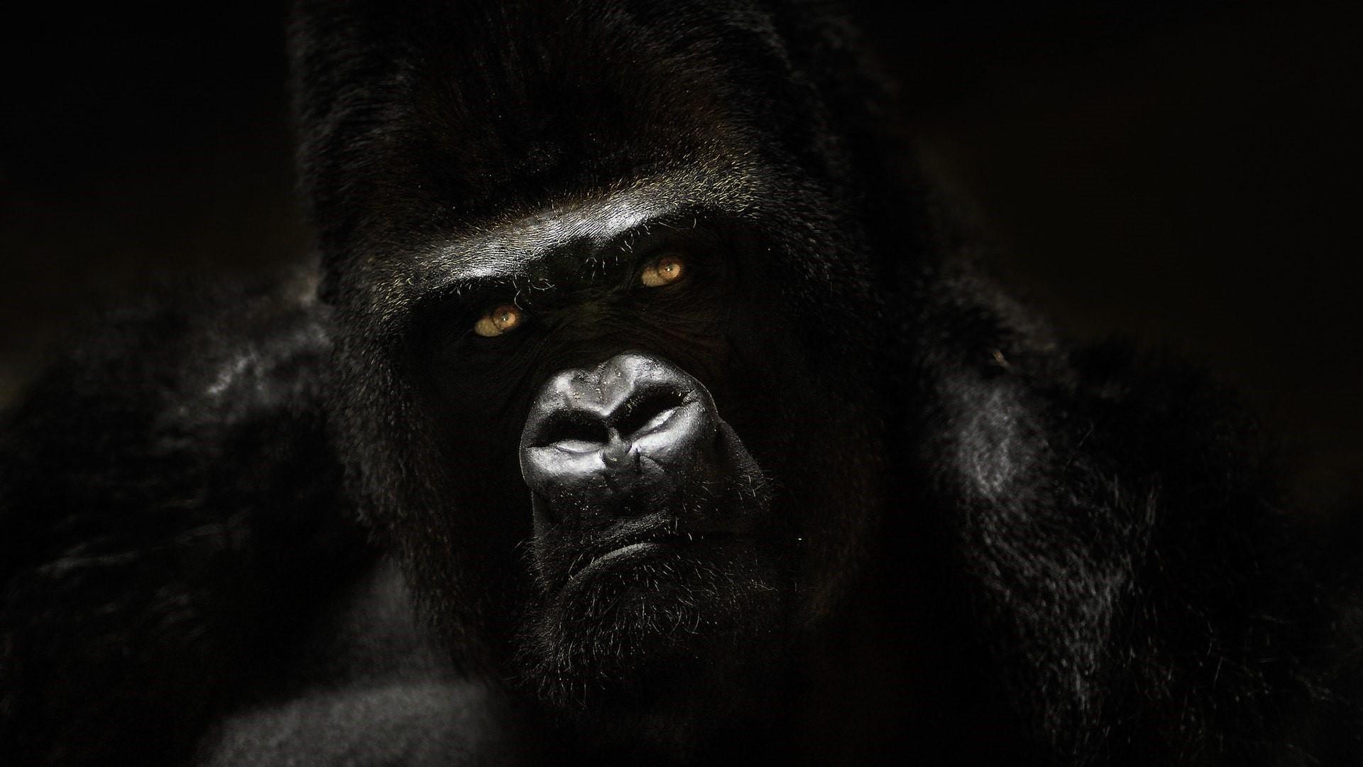 Gorilla Wallpapers Wallpaper Cave