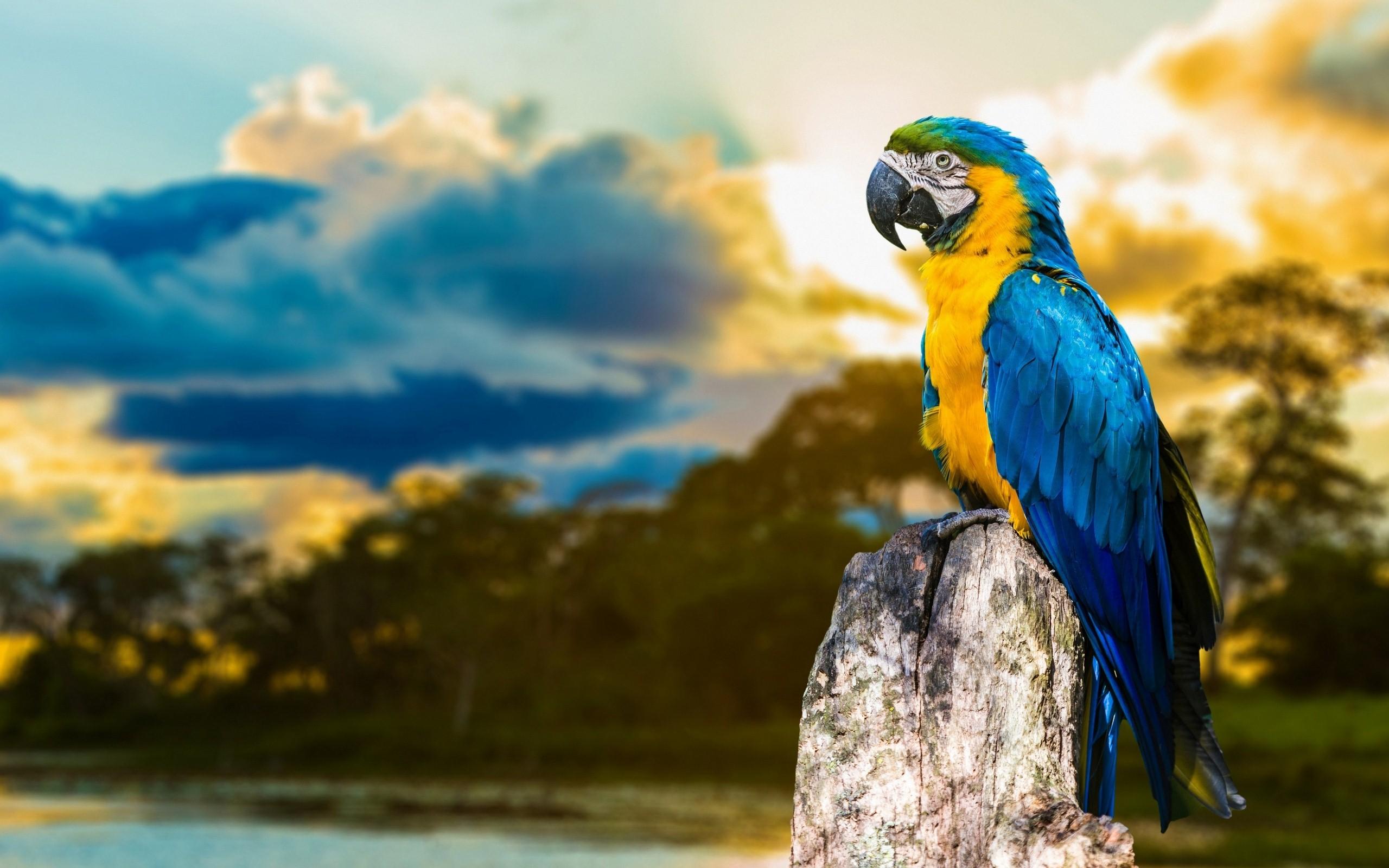 Macaw Wallpapers Wallpaper Cave