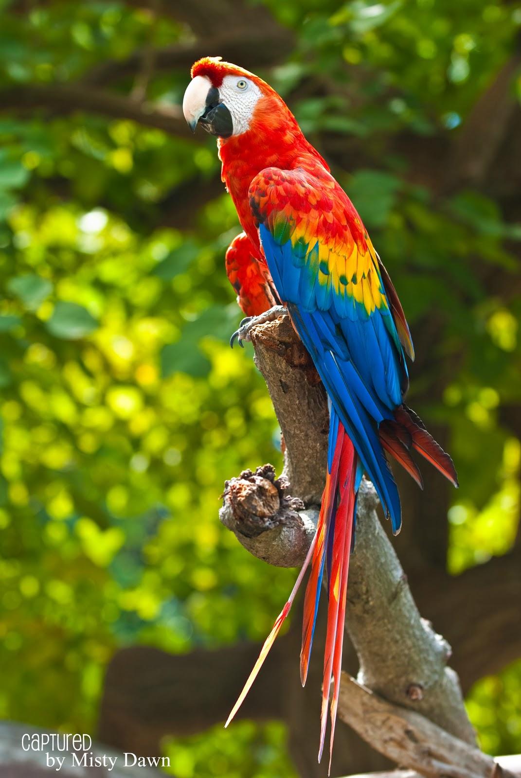 Macaw Wallpapers Wallpaper Cave