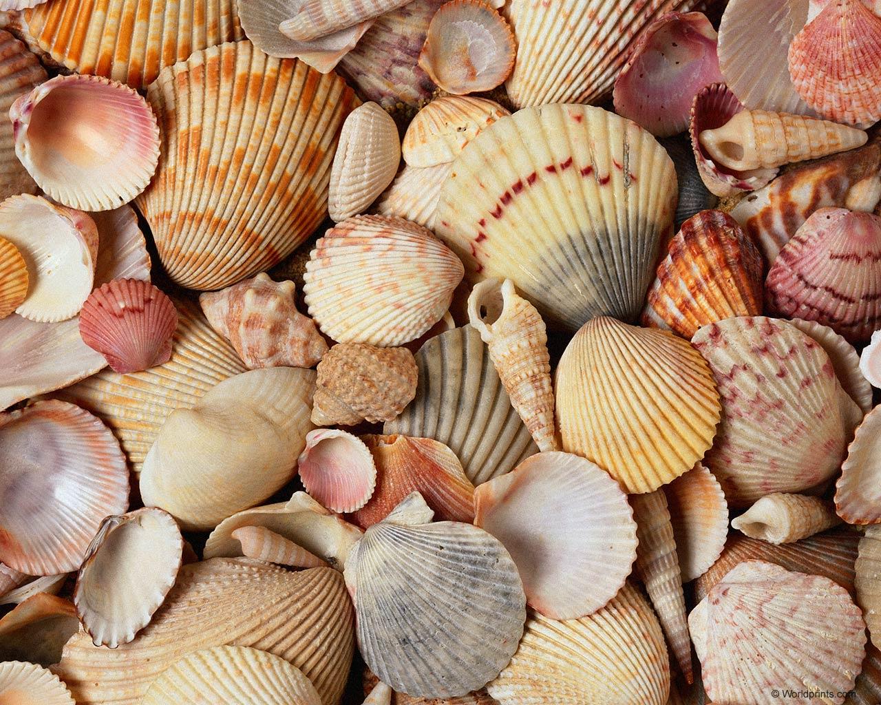 Seashell Wallpapers Wallpaper Cave