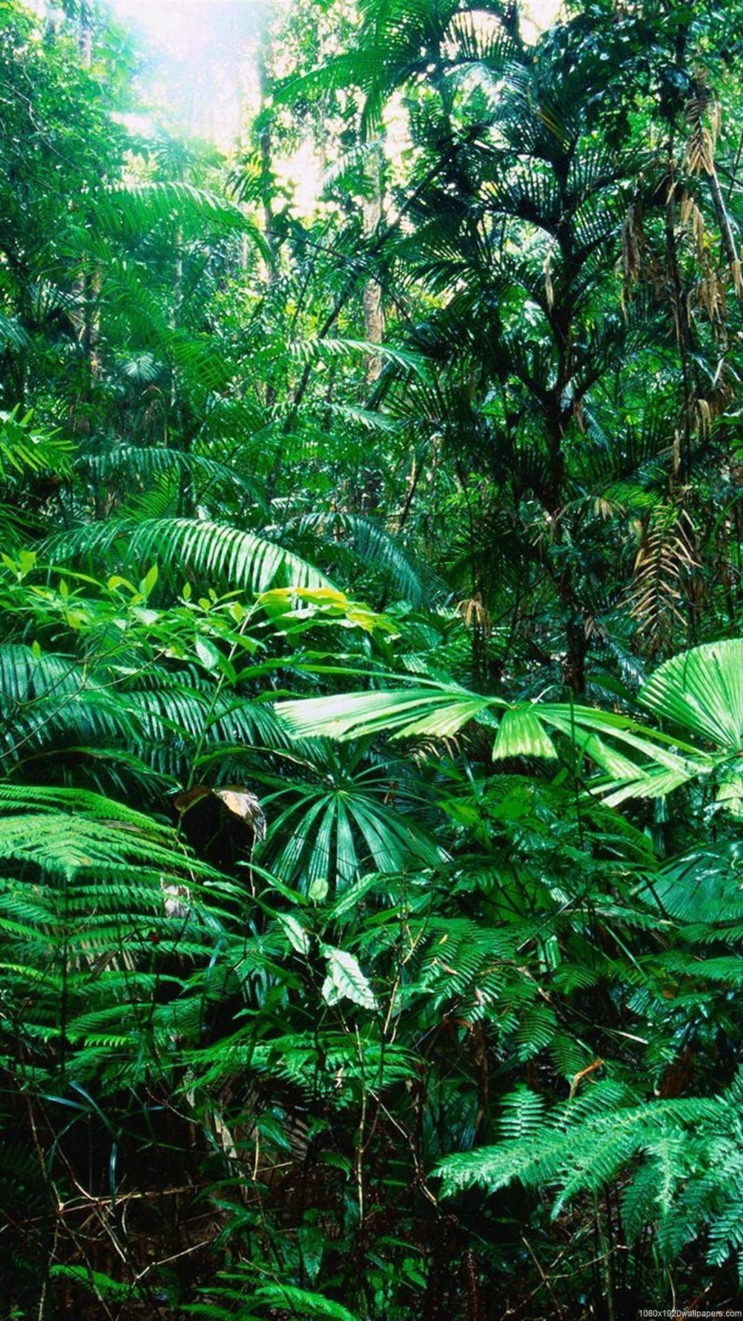 Tropical Rainforest Wallpapers Wallpaper Cave