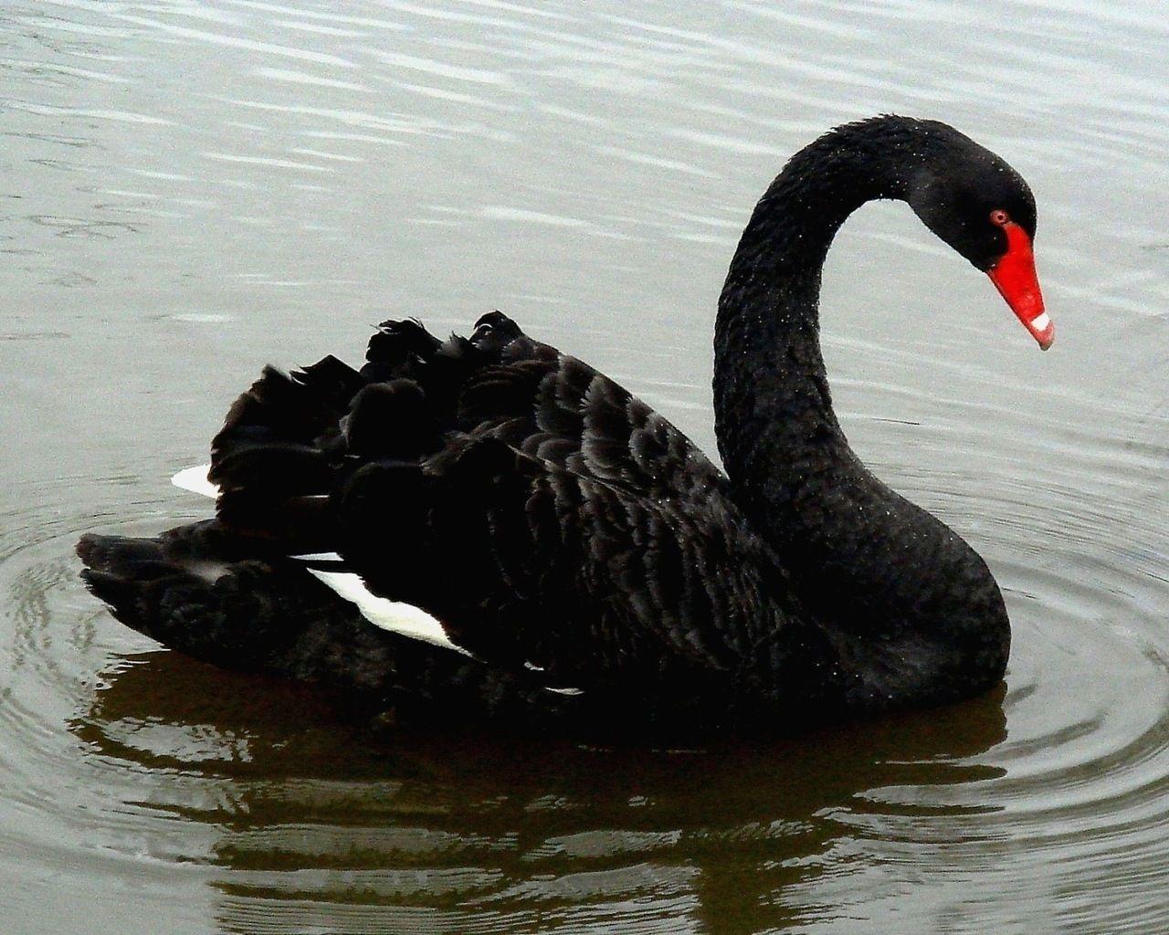 Black Swan Wallpapers Wallpaper Cave