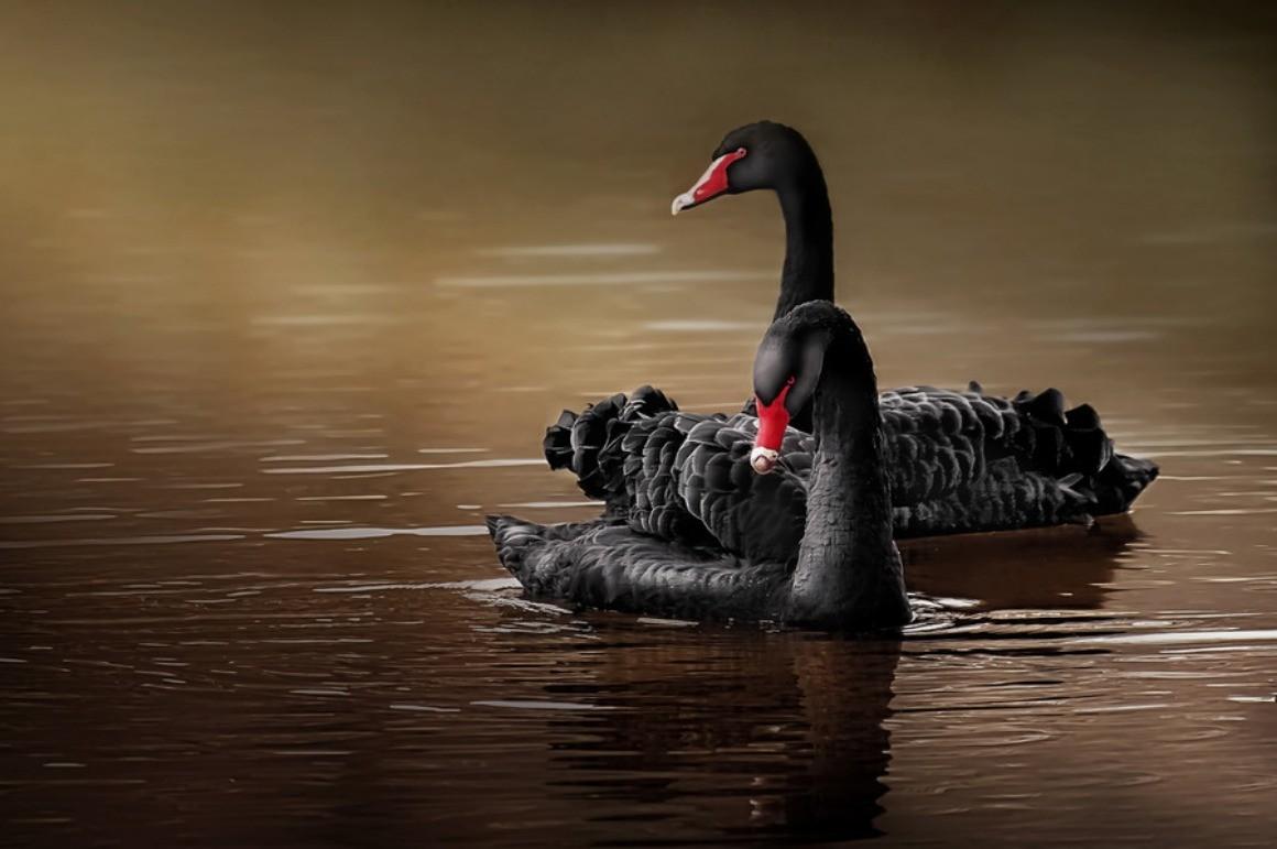 Black Swan Wallpapers Wallpaper Cave