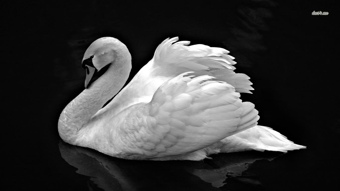 Black Swan Wallpapers Wallpaper Cave