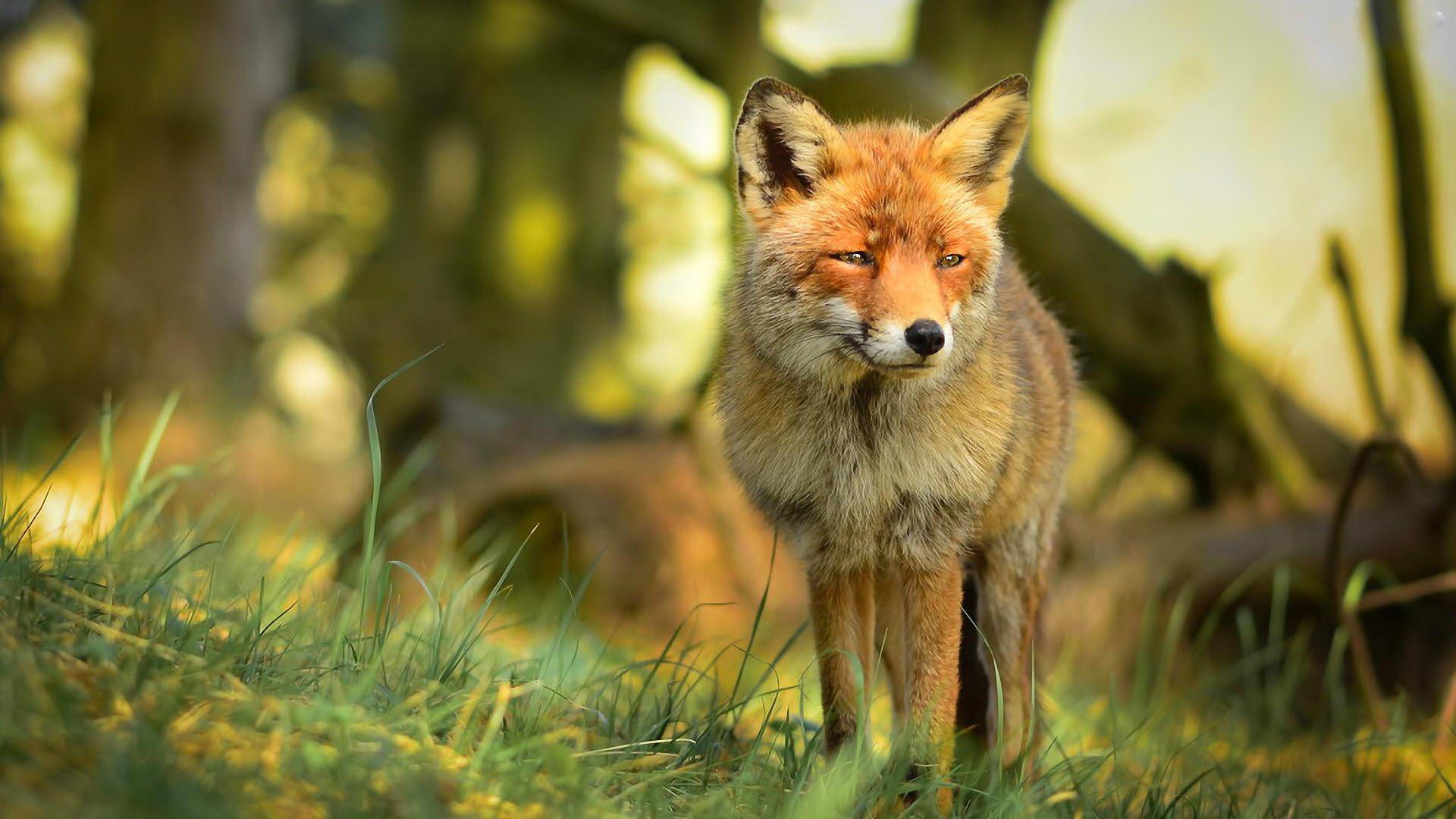Red Fox Wallpapers Wallpaper Cave