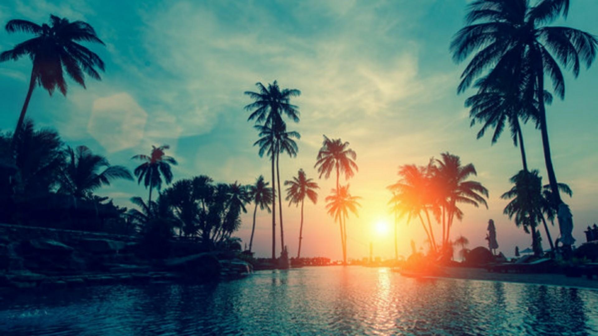 Palm Trees Wallpapers Wallpaper Cave