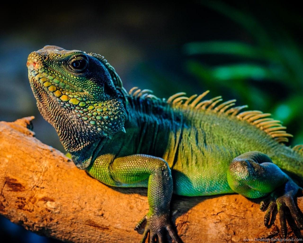 Lizard Wallpapers Wallpaper Cave