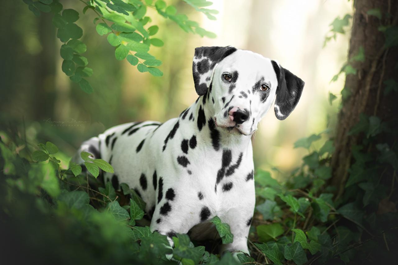 Dalmatian Wallpapers Wallpaper Cave