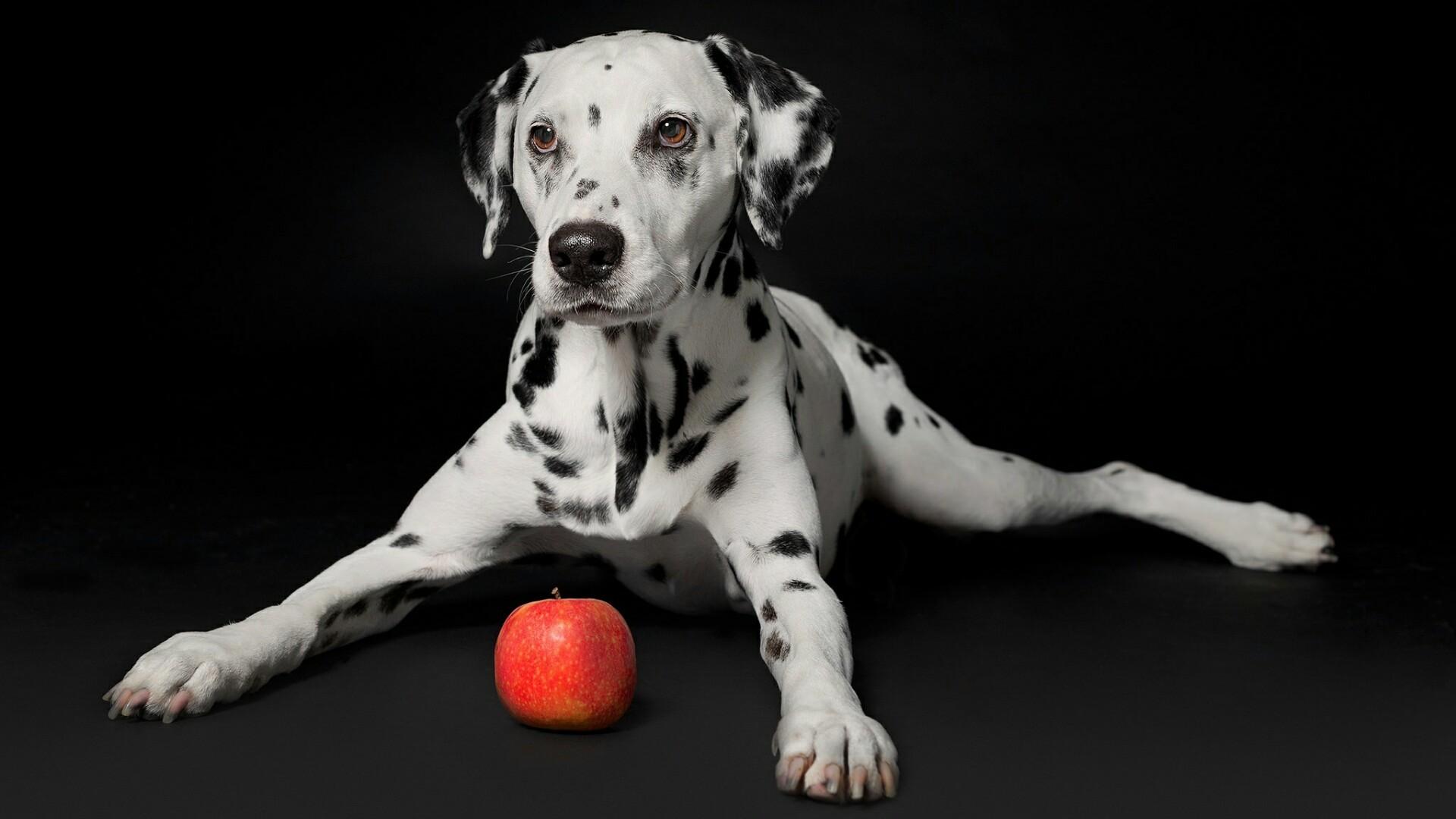 Dalmatian Wallpapers Wallpaper Cave