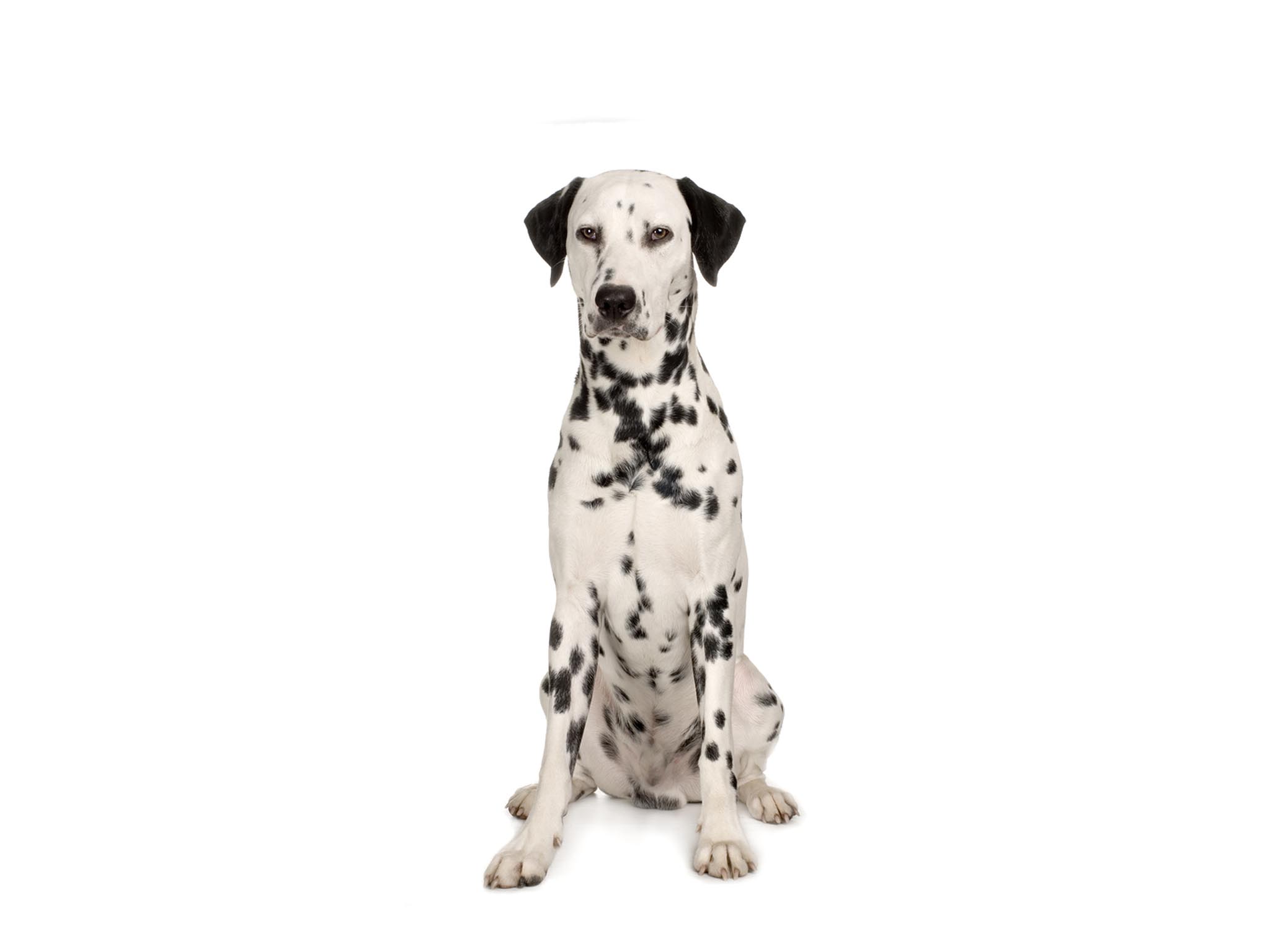 Dalmatian Wallpapers Wallpaper Cave