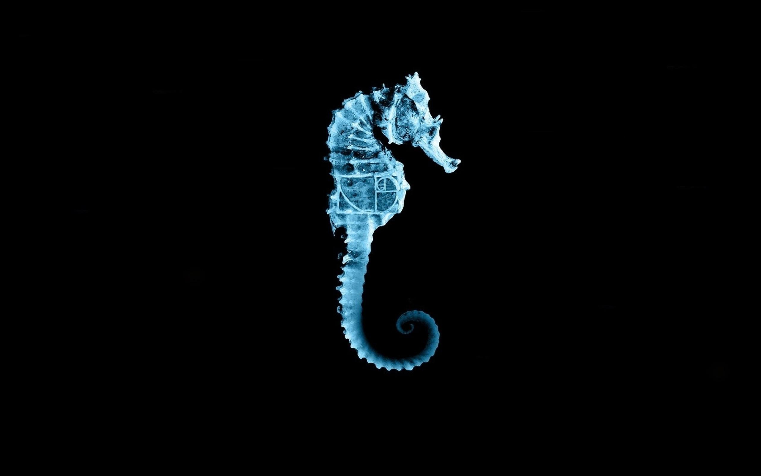 Seahorse Wallpapers Wallpaper Cave