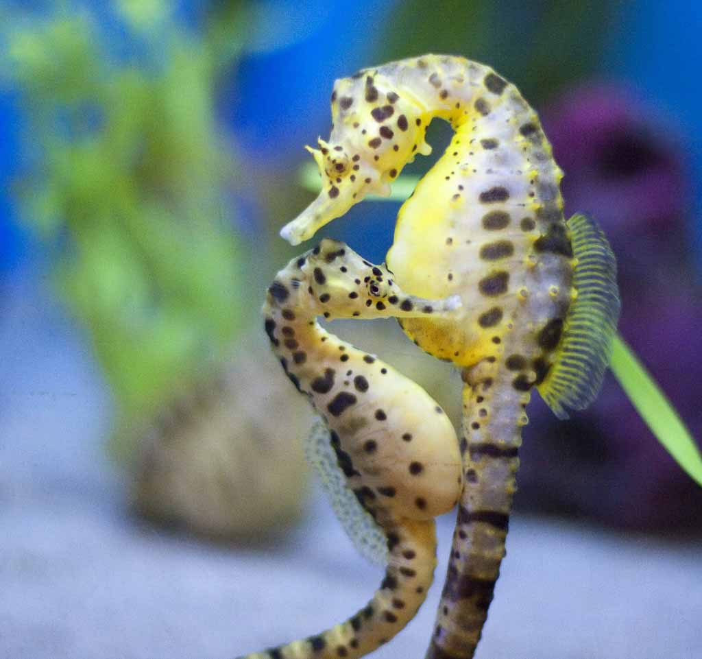 Seahorse Wallpapers Wallpaper Cave
