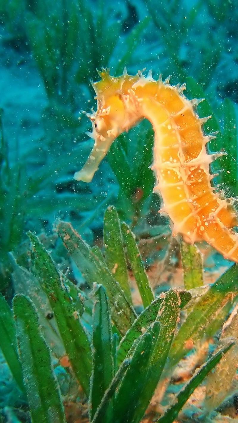 Seahorse Wallpapers Wallpaper Cave