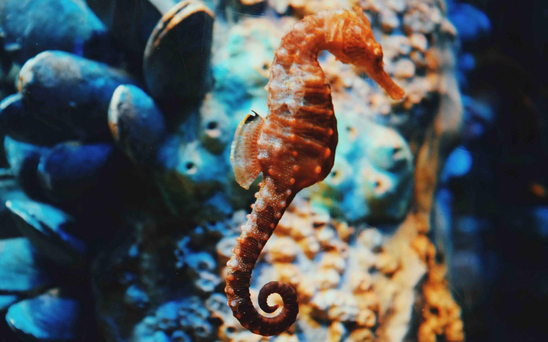 Seahorse Wallpapers Wallpaper Cave