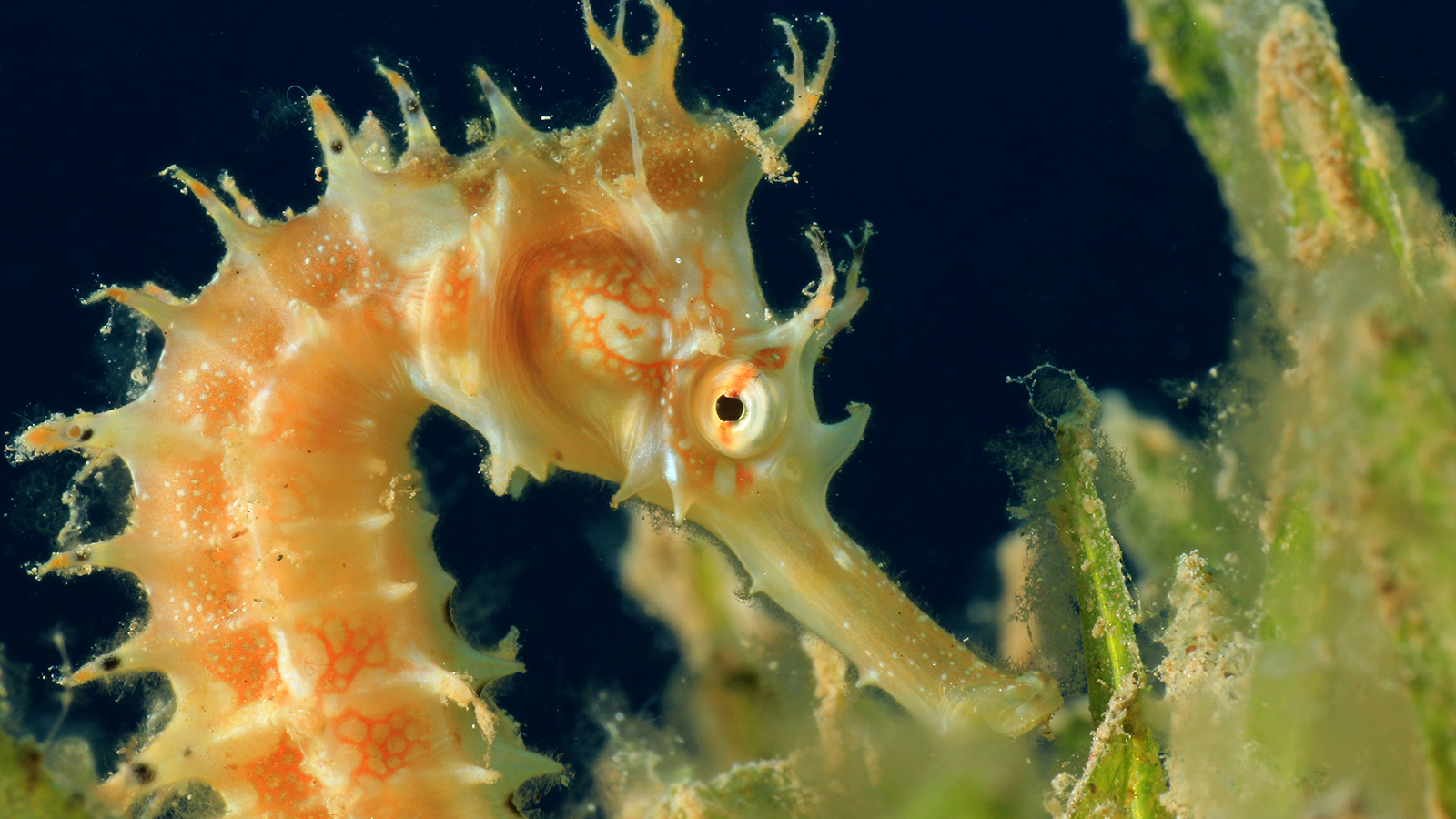 Seahorse Wallpapers Wallpaper Cave